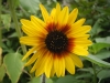 Bicentenary Sunflower