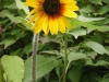 Bicentenary Sunflower