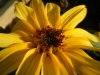 Big Smile Sunflower