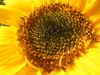 Big Smile Sunflower