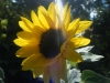 Choco Sun Sunflower
