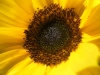 Choco Sun Sunflower