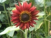 Earthwalker Sunflower