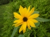 Giant Single Sunflower