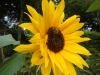 Giant Single Sunflower