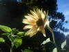 Indian Blanket Sunflower