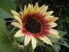 Indian Blanket Sunflower