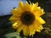 Irish Eyes Sunflower