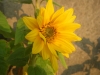 Irish Eyes Sunflower