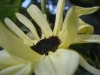 Italian White Sunflower