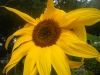 Kong Sunflower