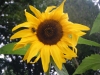 Kong Sunflower