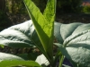 Sunflower Laetiflorus
