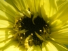 Lemon Queen Sunflower