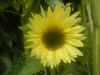 Moonwalker Sunflower