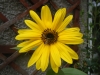 Moonwalker Sunflower