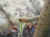 Baby slug eating a juvenile Moonwalker Sunflower