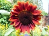 Moulin Rouge Sunflower