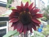 Moulin Rouge Sunflower