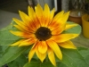 Music Box Sunflower