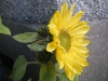 Music Box Sunflower