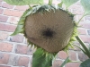 Russian Giant Sunflower