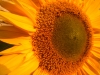 Sunspot Sunflower