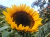Taiyo Sunflower