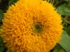 Teddy Bear Sunflower