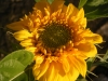 Teddy Bear Sunflower