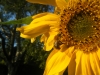 Titan Sunflower