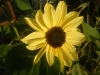 Valentine Sunflower