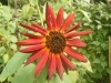 Velvet Queen Sunflower