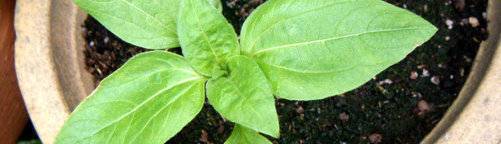 Young sunflower growing